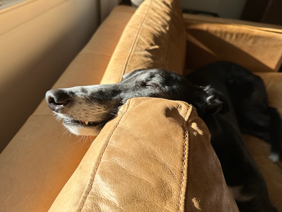 photo of b/w greyhound with his head wedged between two sofa back-cushions, taking in the sun