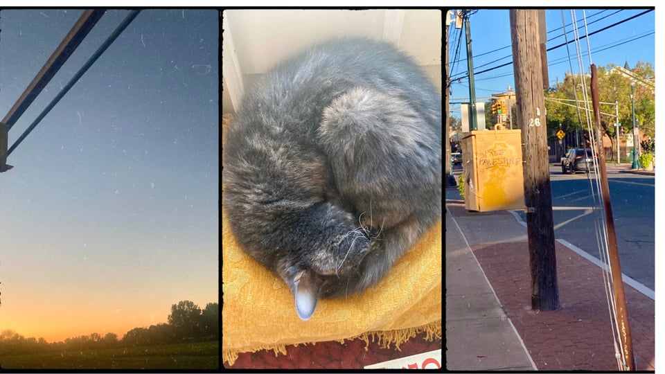 a photo grid with three pictures. L-R: a sunset view of a field and lots of sky; a gray cat curled in a circle on a gold pillow; a street sidewalk with "Free Palestine" written on a power box.