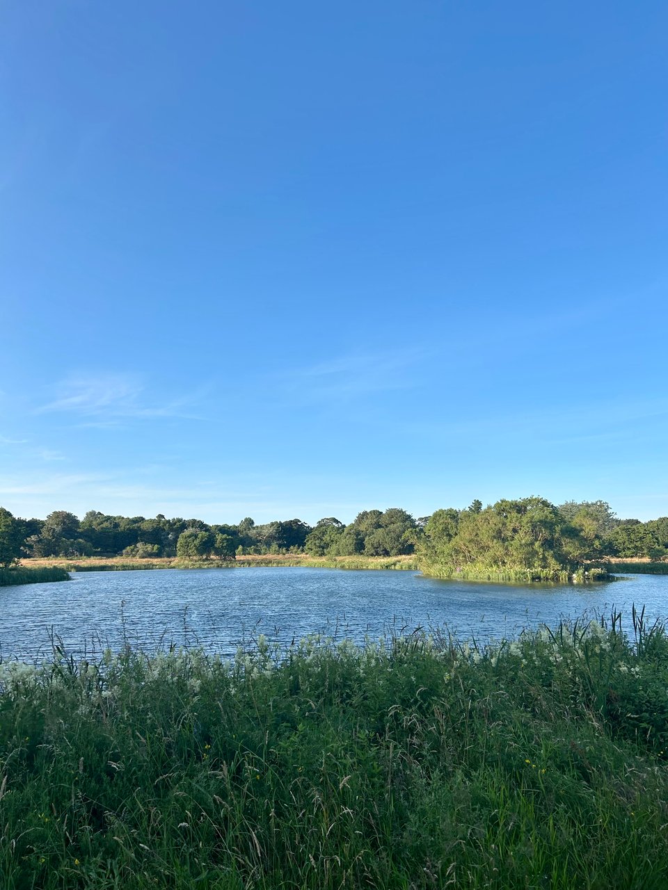 A flooded quarry on a sunny day showing wildflower meadows, large trees and rippled water under bright blue skies. Image by Rowan Ambrose.