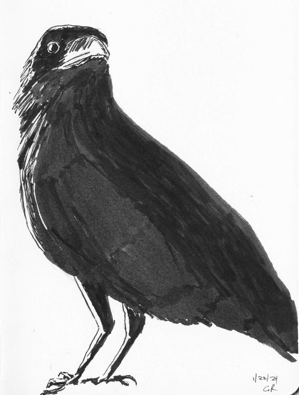 Black and white pen-brush drawing of a crow, turning back to see the viewer. Sunlight is coming from the left side