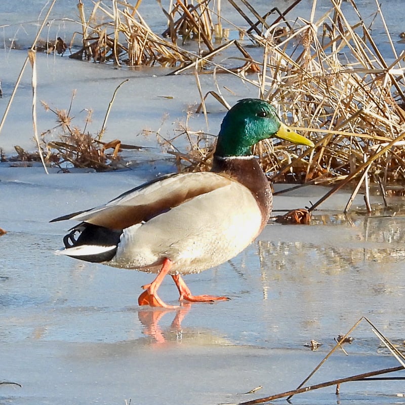 A mallard doing the duck-walk on ice at Frontenac Pond. / Photo by Steve Dietz
