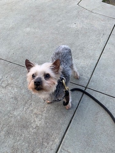 Noodle, a blonde and grey Yorkie with a huge nose, stands on pavement.