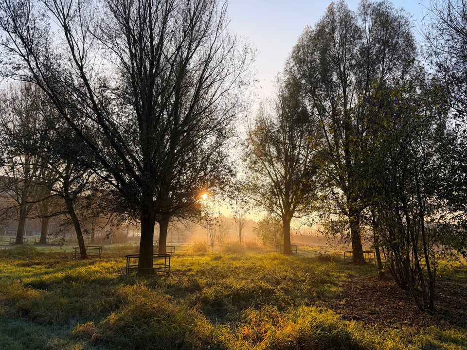 Sunlight streaming through early morning mist and trees in a winter park.