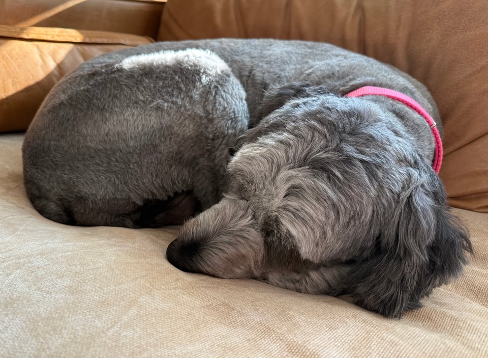 photo of gray aussiedoodle curled up asleep on a light-brown leather sofa