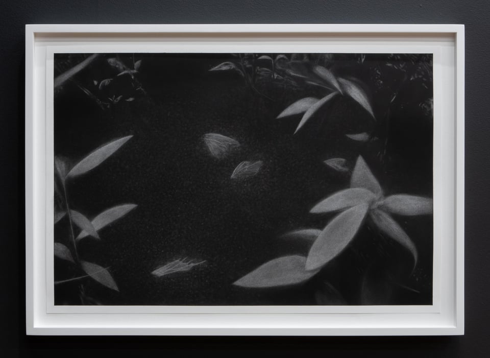 a dark charcoal drawing of stylized white butterflies, in a white frame on a black wall