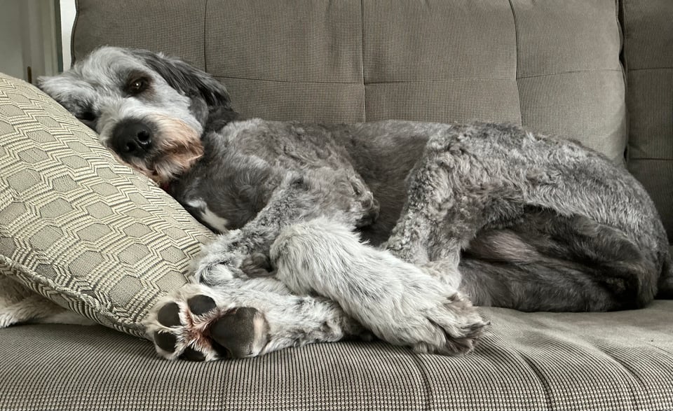 photo of gray aussiedoodle lying on her side on a gray sofa with her head on a light-gray pillow