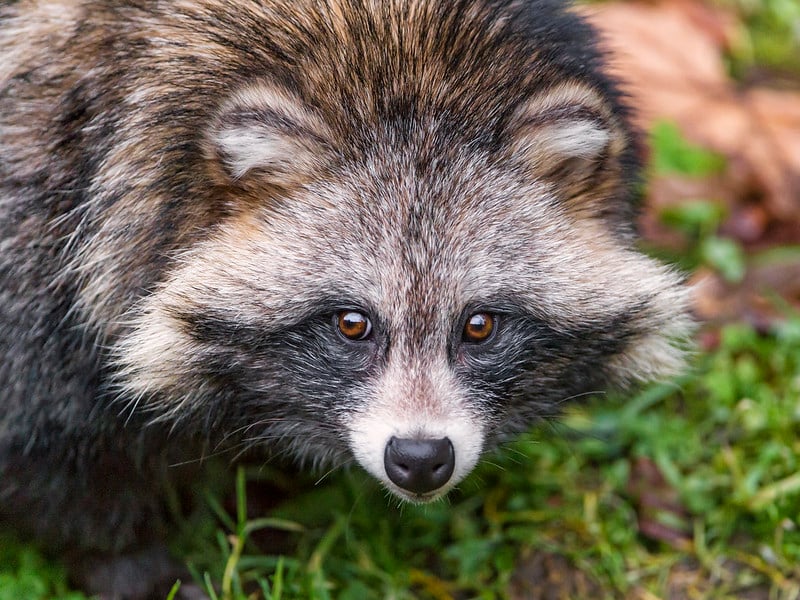 Raccoon dog