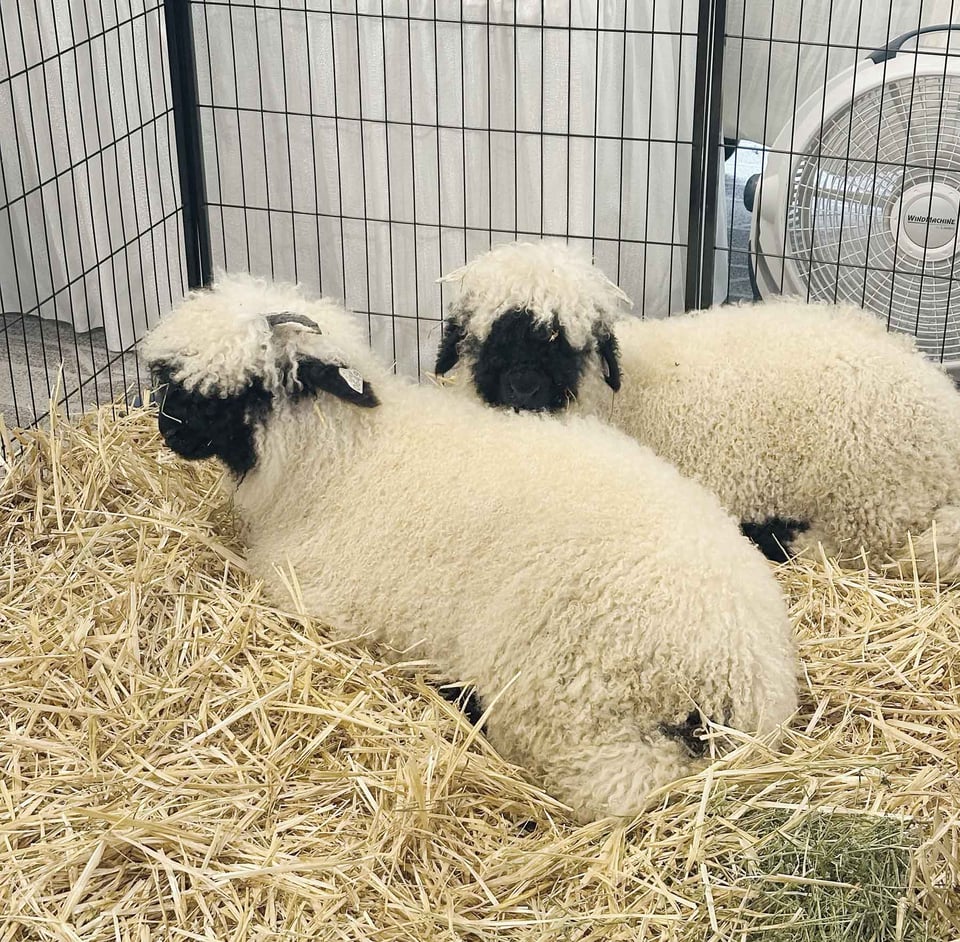 Sheep at Flock, Valais Blackface sheep I believe