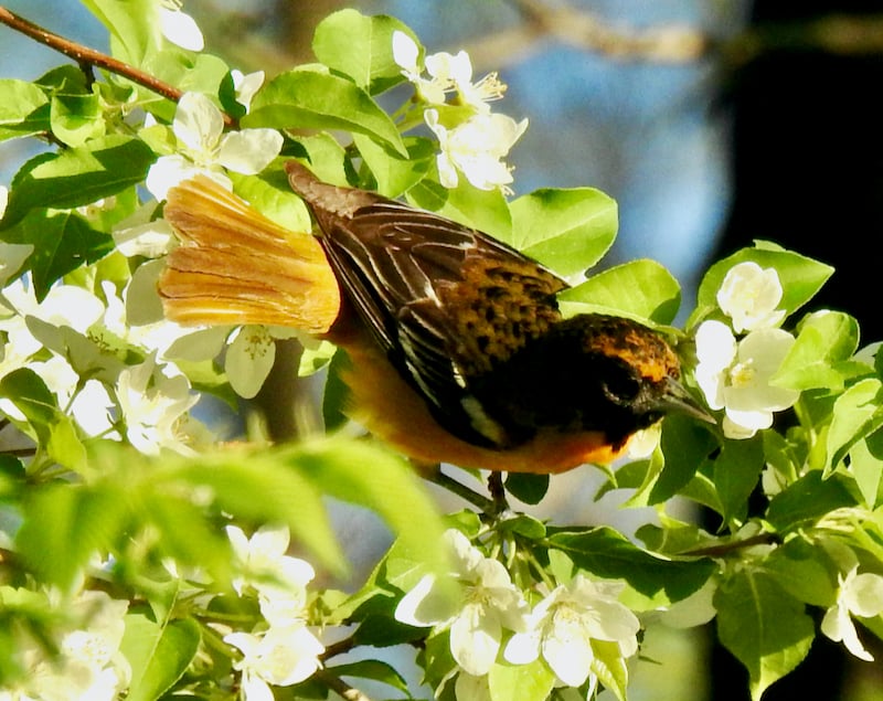 A female Baltimore Oriole. / Photo by Steve Dietz