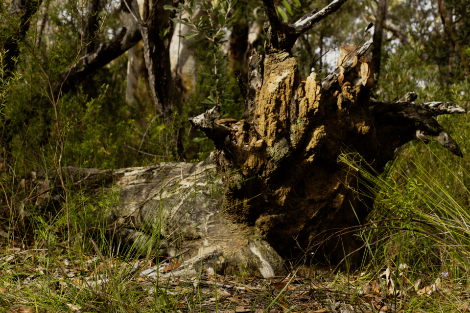 Fallen Tree trunk