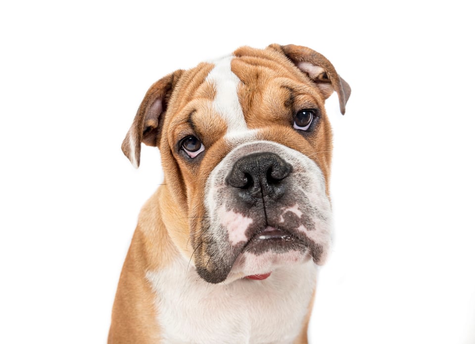Sad looking English bulldog staring into the camera
