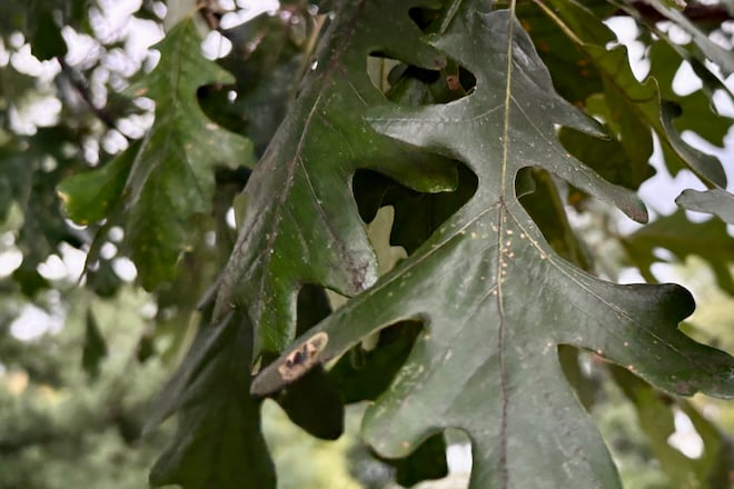 Dark green bur oak leaves