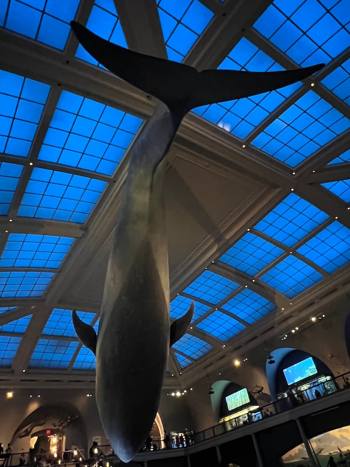 the blue whale in the museum of natural history. photo by author.