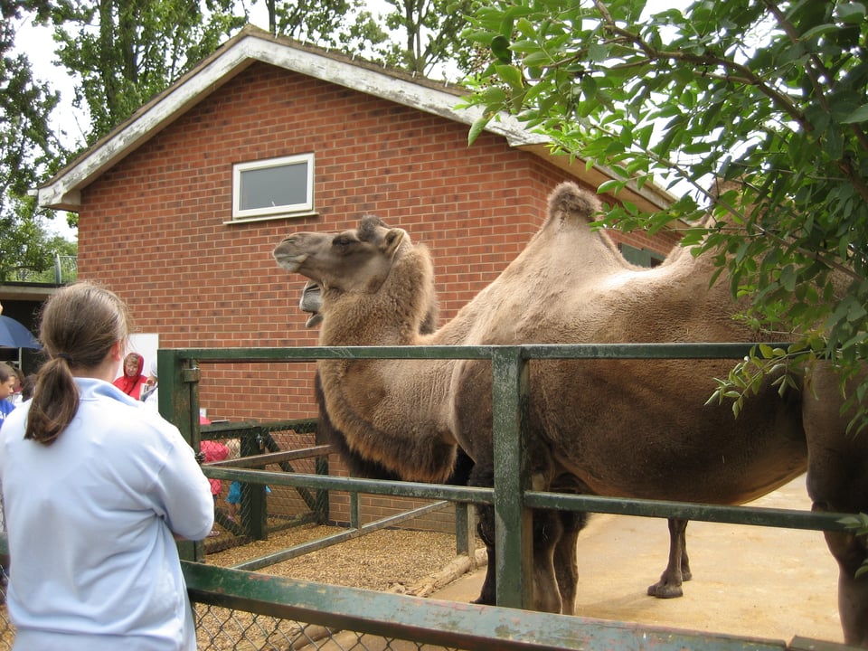 A bactrian camel in a pen. They look like they're posing.