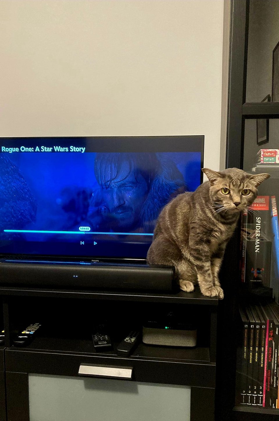 My grey cat, Luca, sitting in front of our television, which is playing Rogue One.