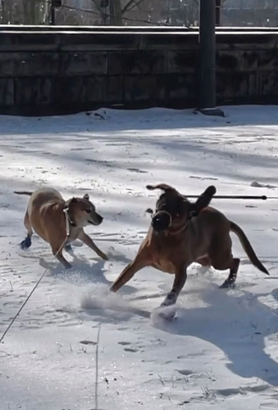 Kizu, a short-haired fawn-colored dog with a white-flecked muzzle, one pointed ear and one half-flopped ear and dark brown eyes is playing in some snow with Sammi, a dark brown short-haired hound mix dog with a long snout, long floppy ears and golden-brown eyes. You can see Kizu is wearing a blue balloon-like paw covering on her back right paw.