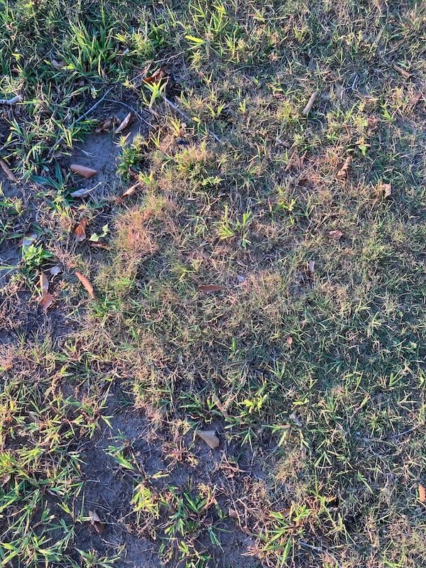Photo of dry, spotty-looking grass