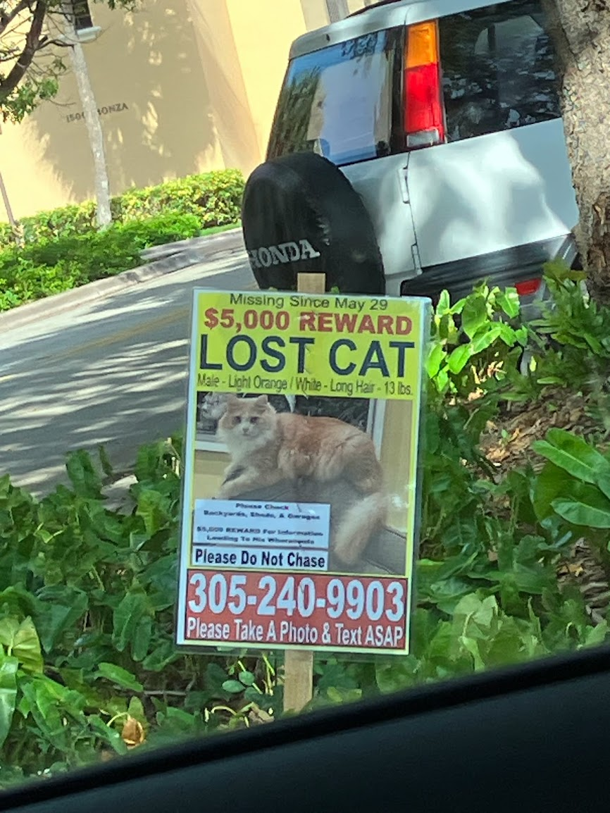 Lost cat sign