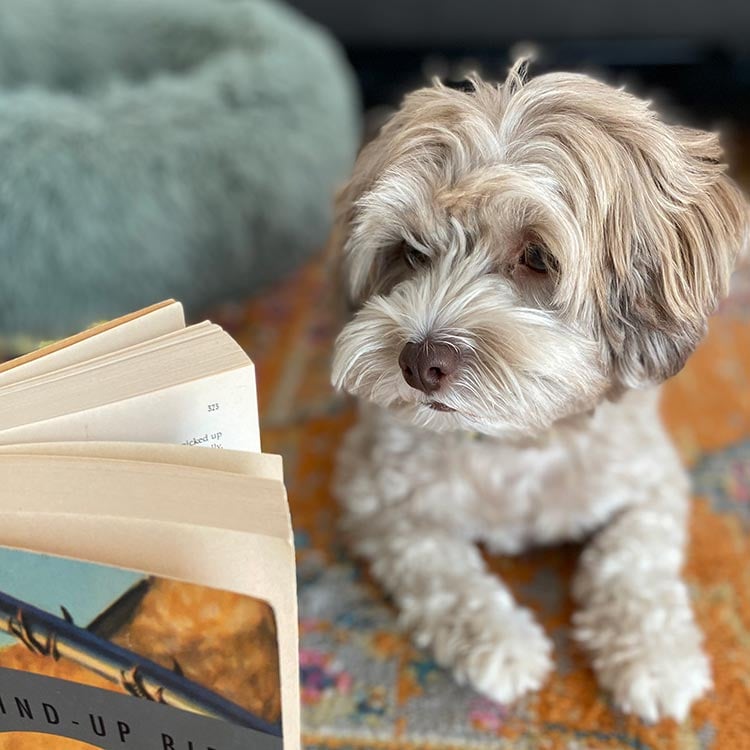 Chicken sitting on the carpet, looking confusedly at a copy of the Wind Up Bird Chronicles.