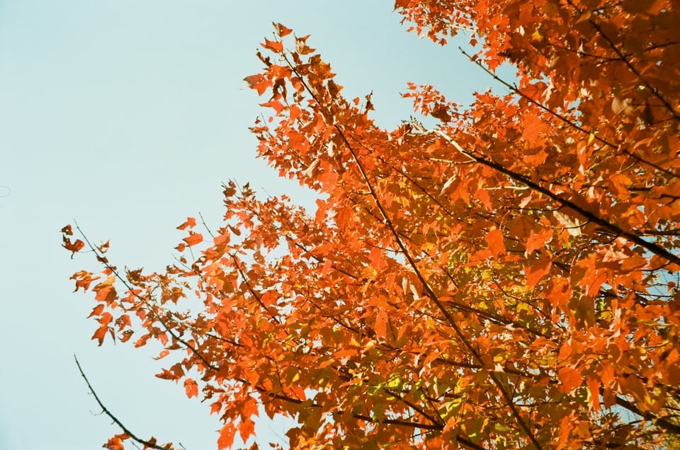 Nice autumn leaves, all golden-orange.