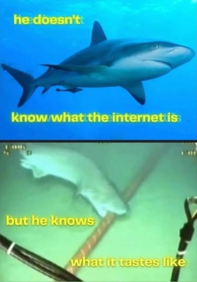 Two photos of a shark. In the first photo he is swimming majestically and the text reads: He doesn't know what the internet is. Second photo shows a sharl biting on an undersea internet cable and the text reads: but he knows what it tastes like