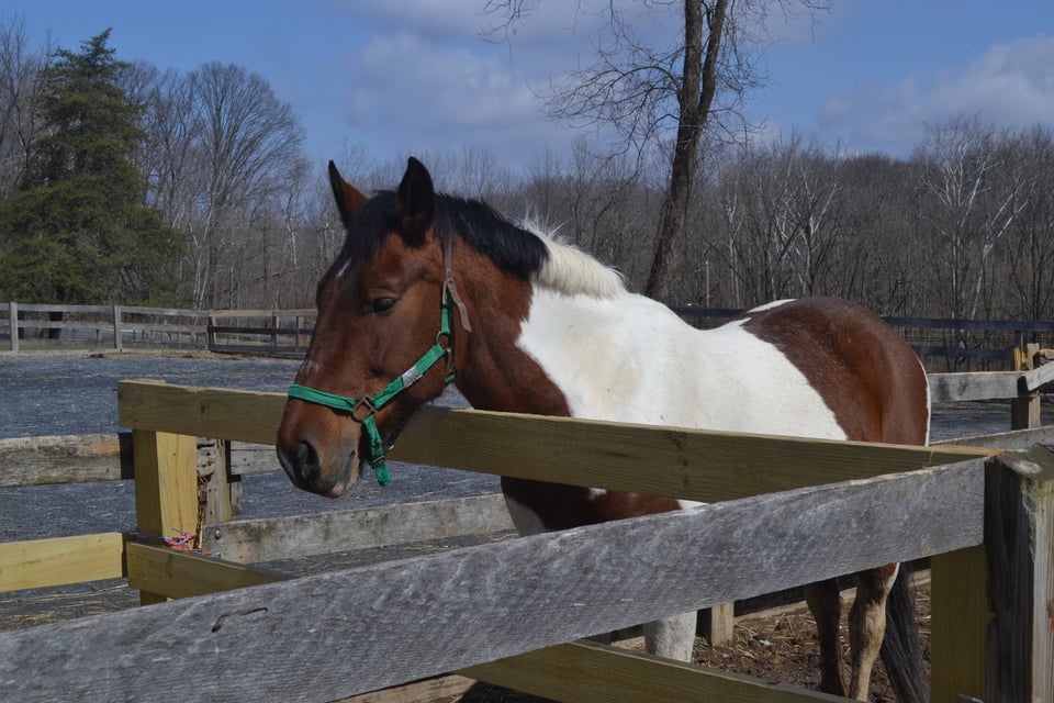 A large brown and red horse wearing a green halter, standing behind a wooden fence.