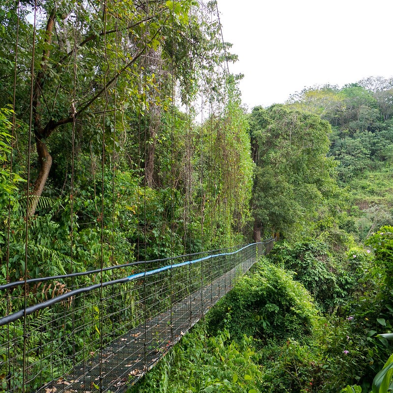A footbridge in the tree canopy of a dense green jungle