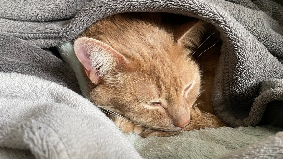 the face and tail tip of an orange cat, sleeping wrapped in several fuzzy blankets.