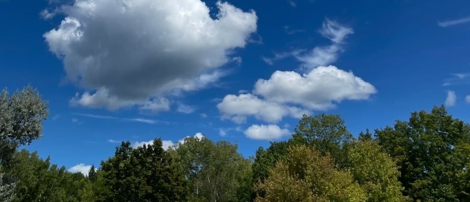 Puffy white clouds in a vividly blue sky above a lot of trees, one of which is ever-so-slightly blushing
