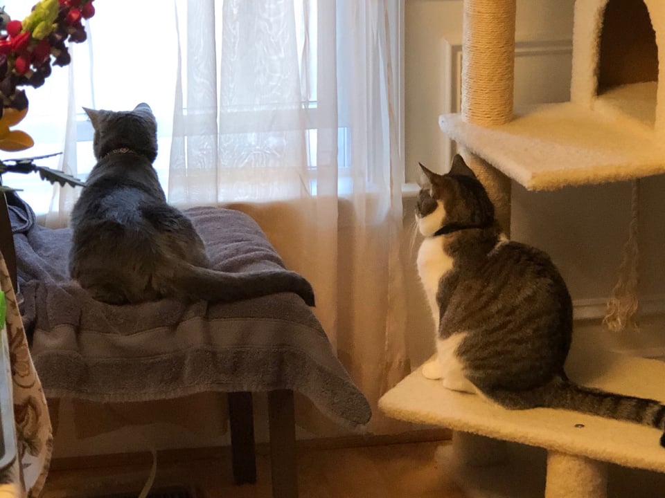 A small gray cat and a larger stripey brown, white, and orange cat, sitting in front of an open window. There are BIRDS outside.
