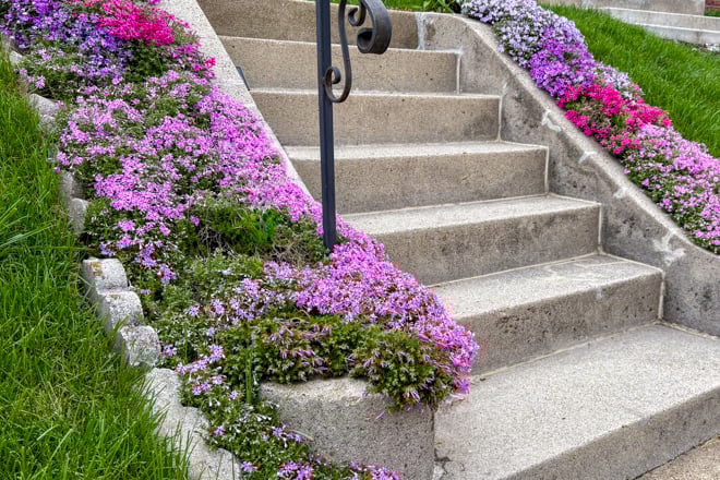 Moss Phlox is planted on either side of a set of stairs