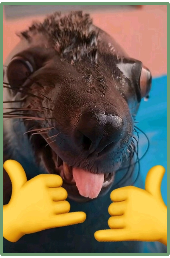 A photograph of a sea lion's face with it's eyes bugging out and it's tongue sticking out of it's mouth. Two emoji "rock on" hands have been edited into the image as if they belonged to the sea lion.