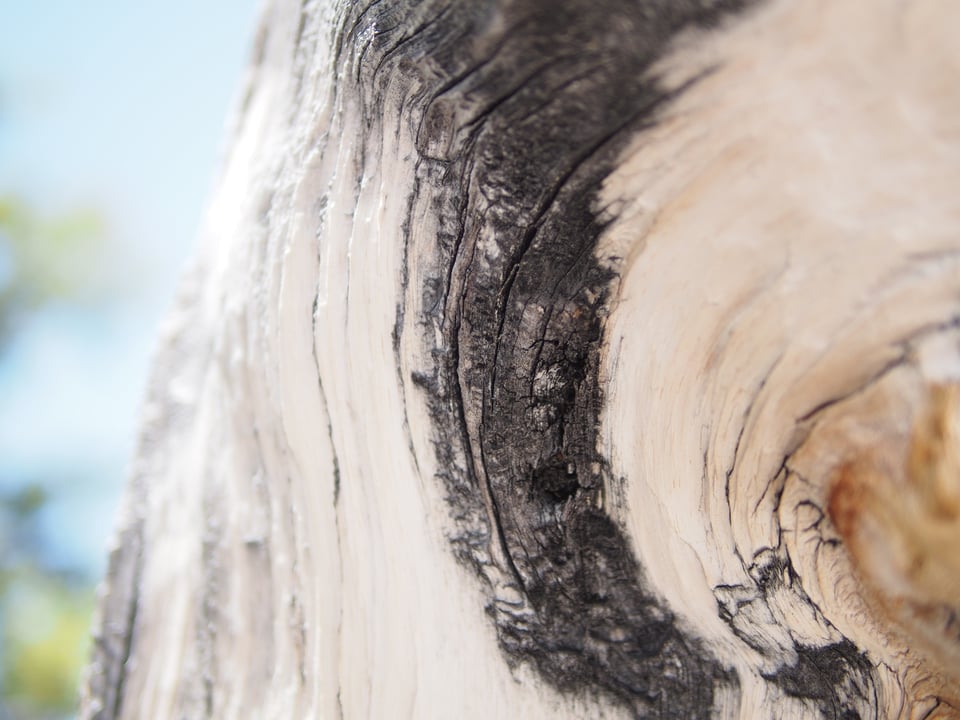 Closeup of pale, barkless wood, stained with a streak of black. Fire? Desert varnish? Not sure. Looks so cool though.