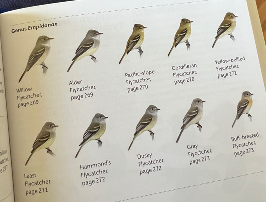 A page from a field guide depicting 10 species of bird that all look the same