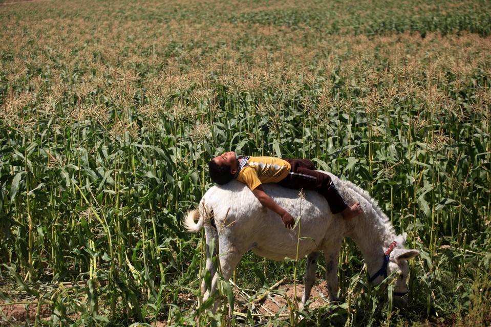 A boy enjoys the sun atop a donkey, northern Gaza strip, 2015