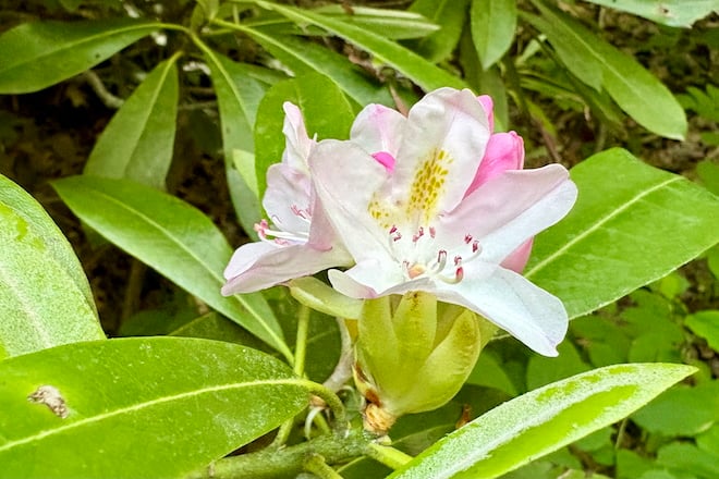 A white and pink Great Laurel flower