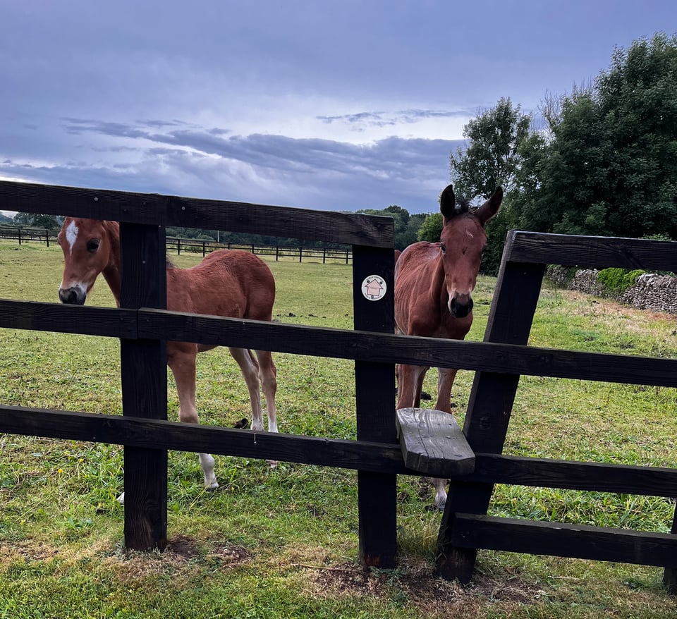 horses on an English farm