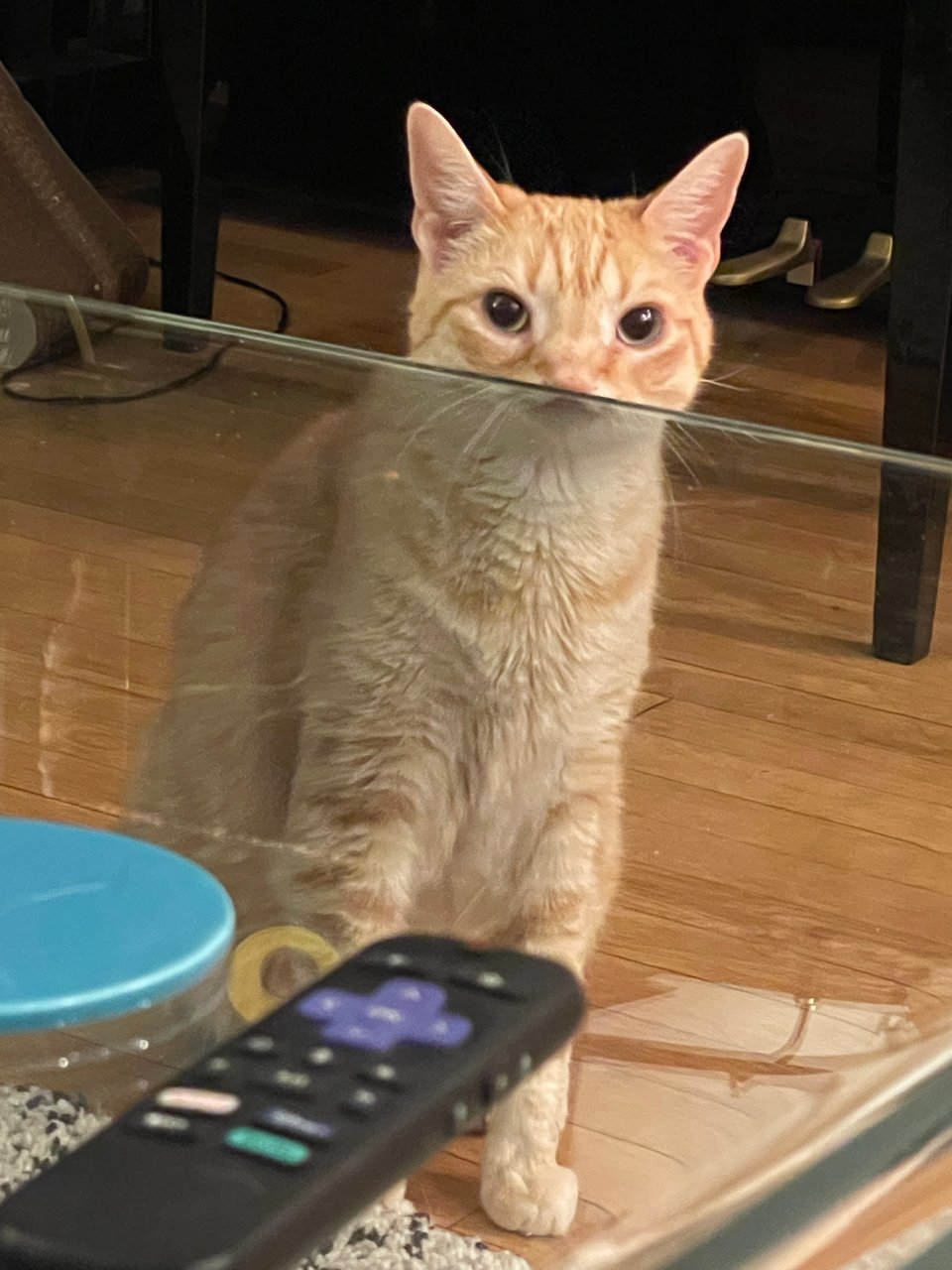 Samwise, an orange tabby cat, looks toward the camera through a glass table, which distorts and shrinks his mouth into a funny little grin