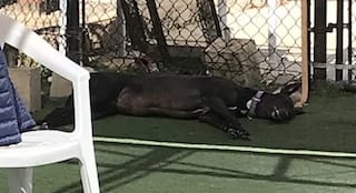 A black greyhound lies on her side in a patch of shade in the corner of the pen at the adoption center.
