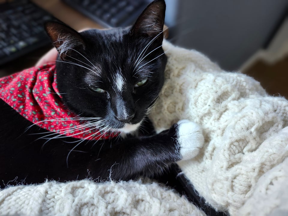 An adorable black cat, complete with festive scarf, sleeping on a puffy wool sweater worn by her human.