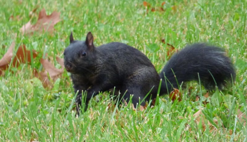 Most of us scarcely glance up when a squirrel darts by. But something about a black squirrel makes us look twice. / Photo by Bruce Ause