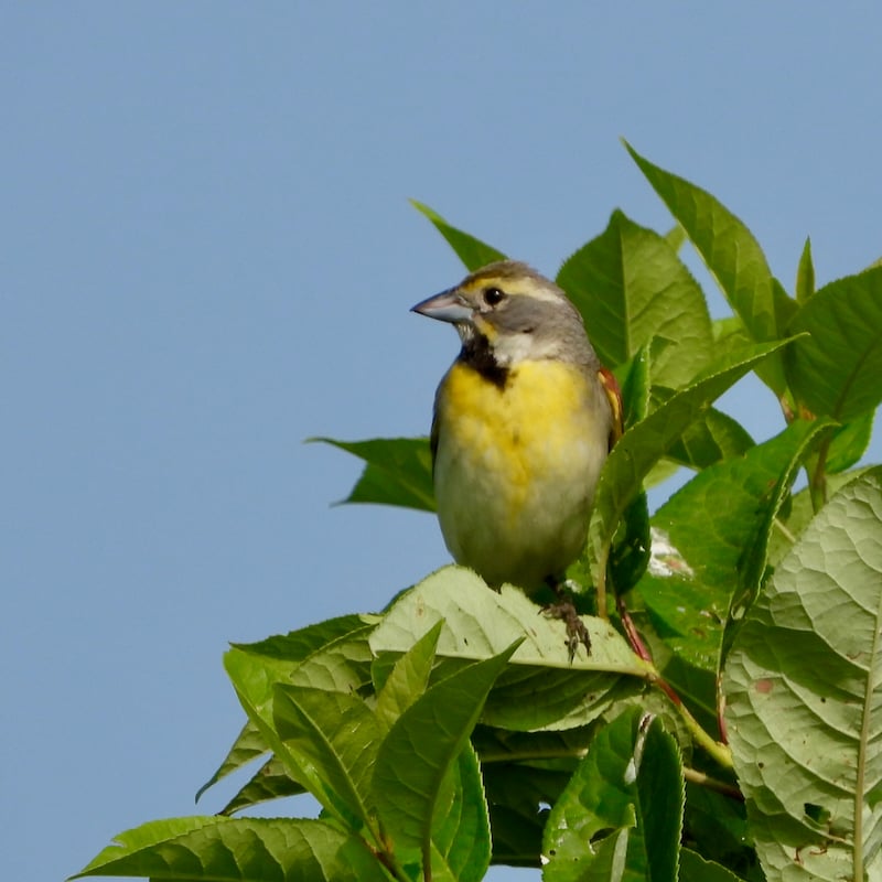 In June, late migrants, like this Dickcissel, arrive in the park. / Photo by Steve Dietz