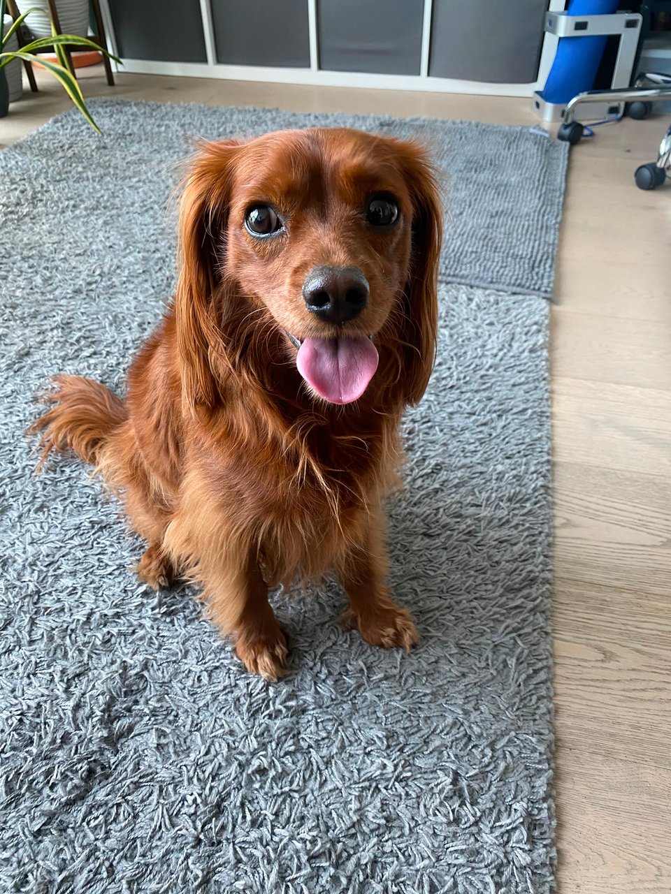 A cute dog with his tongue out.