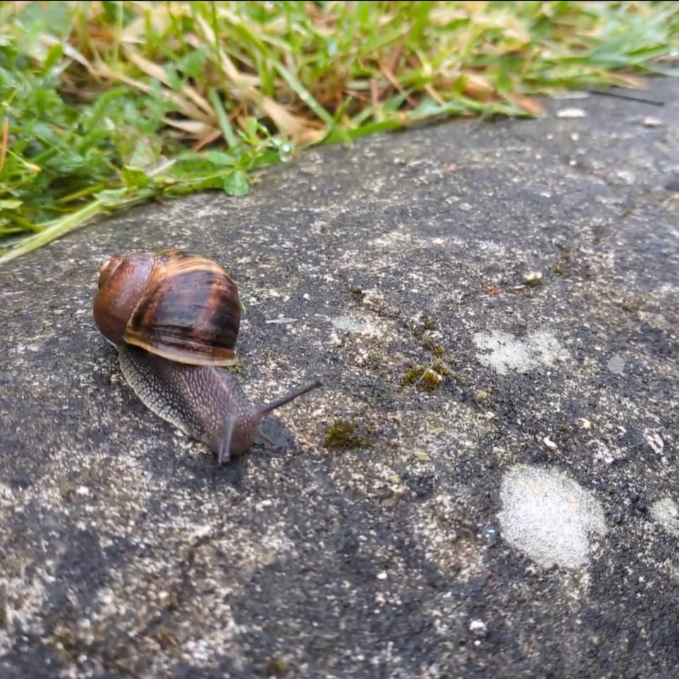 a snail on a wet concrete perimeter with some grass behind it