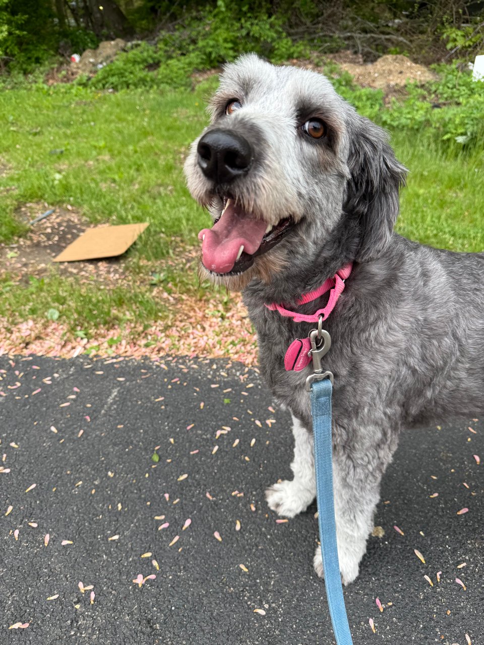 photo of gray aussiedoodle on walk, looking at camera and seeming to smile, wearing a pink collar with a blue lead