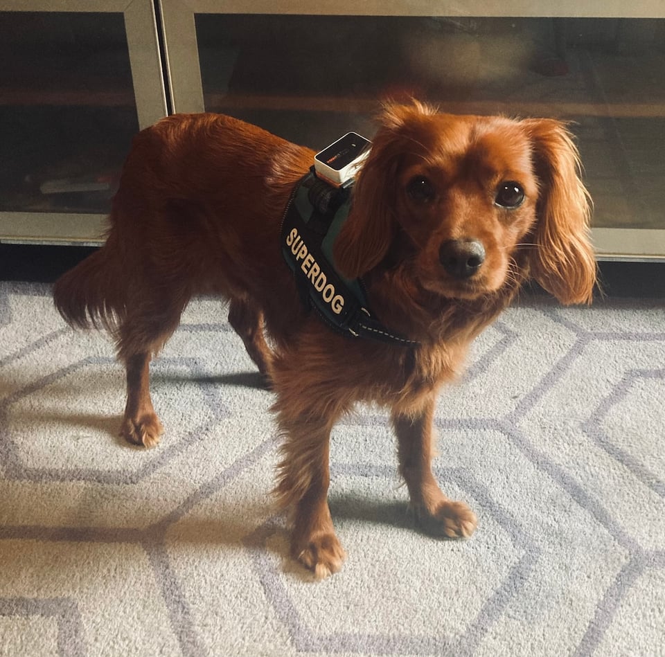 A cute dog wearing a harness.