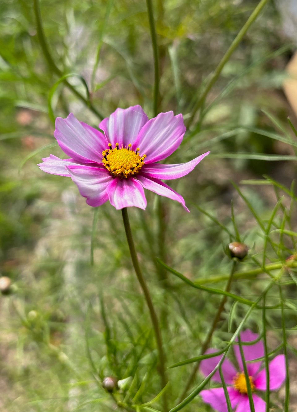 Another cosmo, because they know what they're about