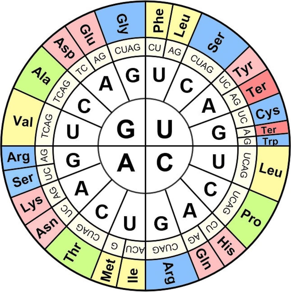A wheel-shaped diagram of the genetic code