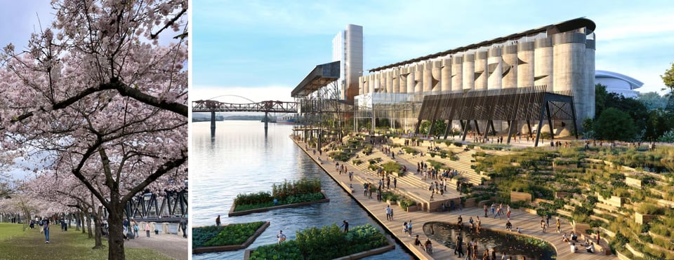 cherry blossoms on the west side of the river next to a rendering of the park to be built around the grain silo on the east side by Albina Vision Trust