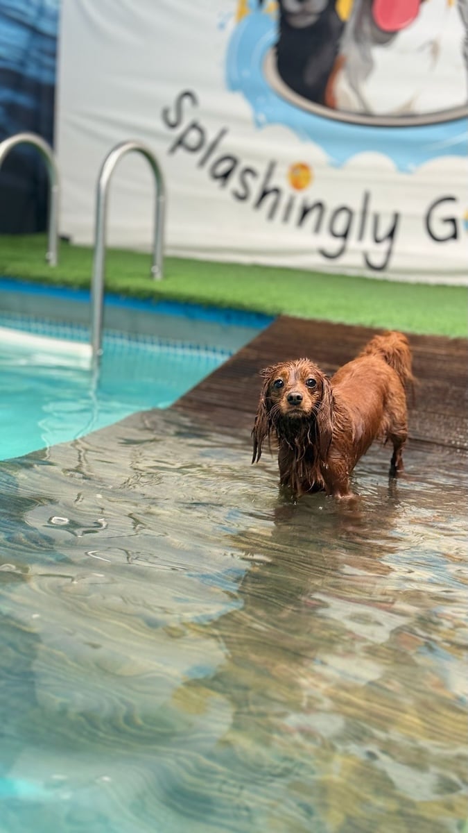 A cute dog in a pool.